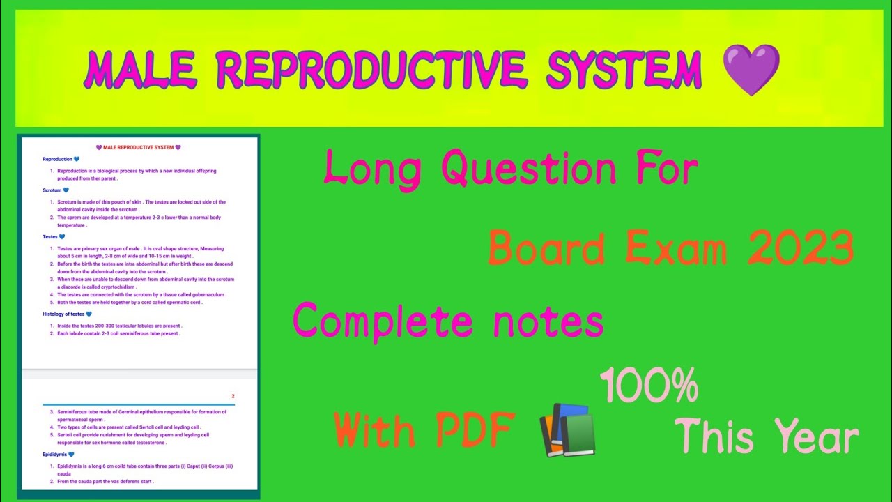 Male Reproductive System / Long Questions Answer / Zoology 12th / Reproduction / Provide 4 you