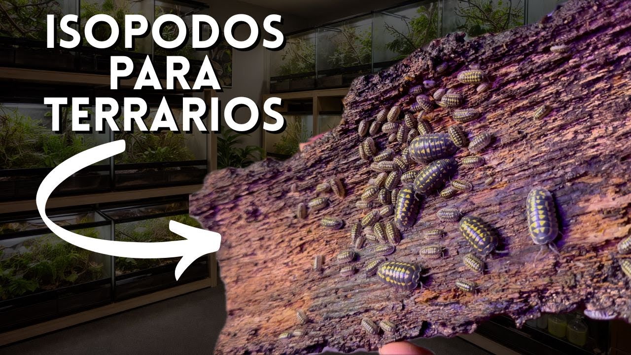 C&oacute;mo Criar Isopodos Raros para Terrarios