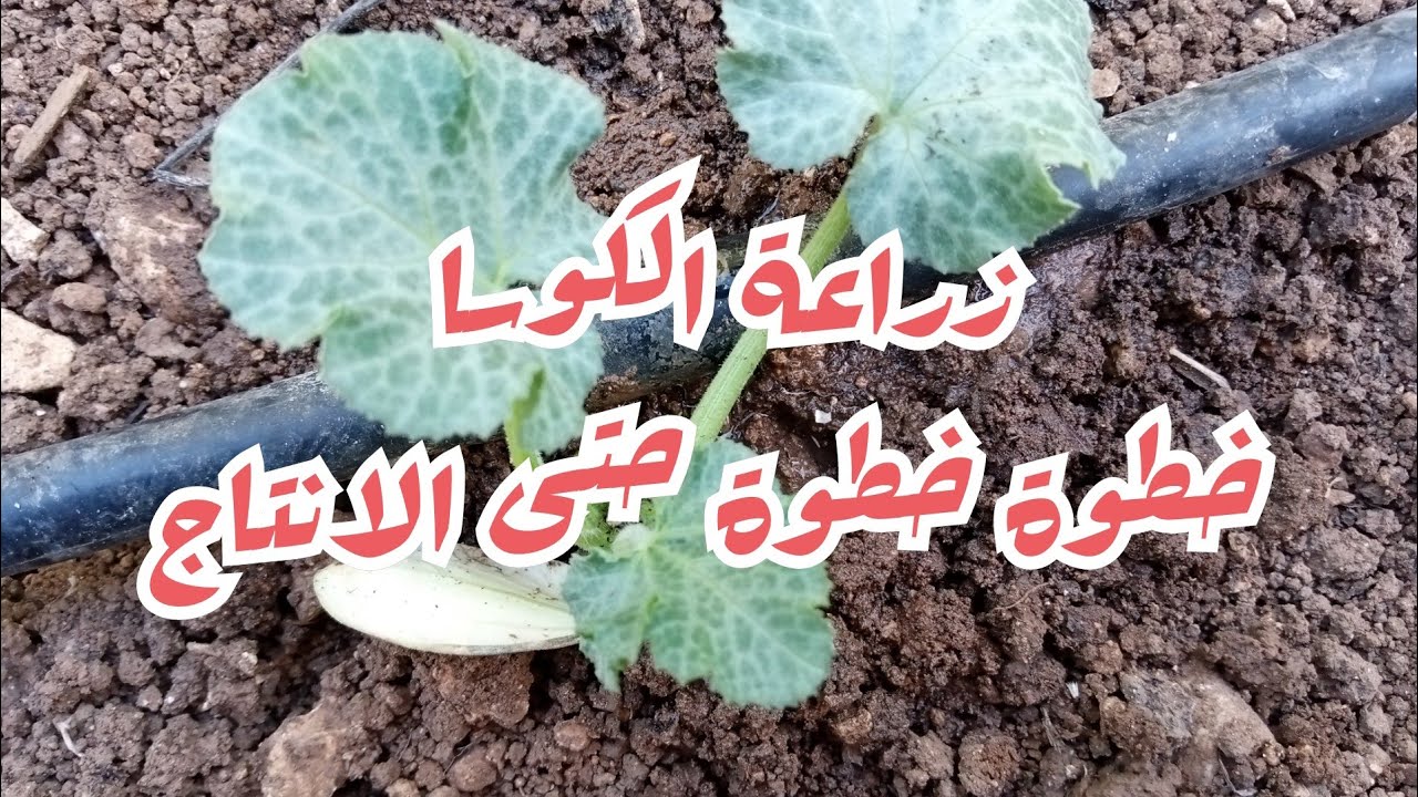زراعة الكوسا خطوة بخطوة ح1