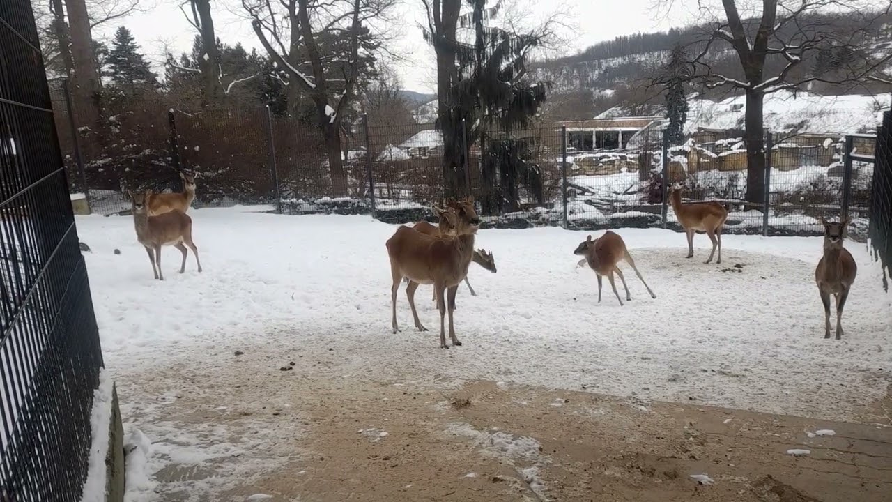 Opatrně, křupe to! Aneb vodušky abok si užívají sníh (Elena Kulhavá)