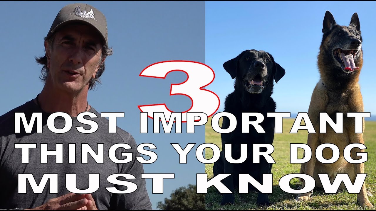 3 MOST Important Things Your DOG Must KNOW - Robert Cabral Dog Training Video