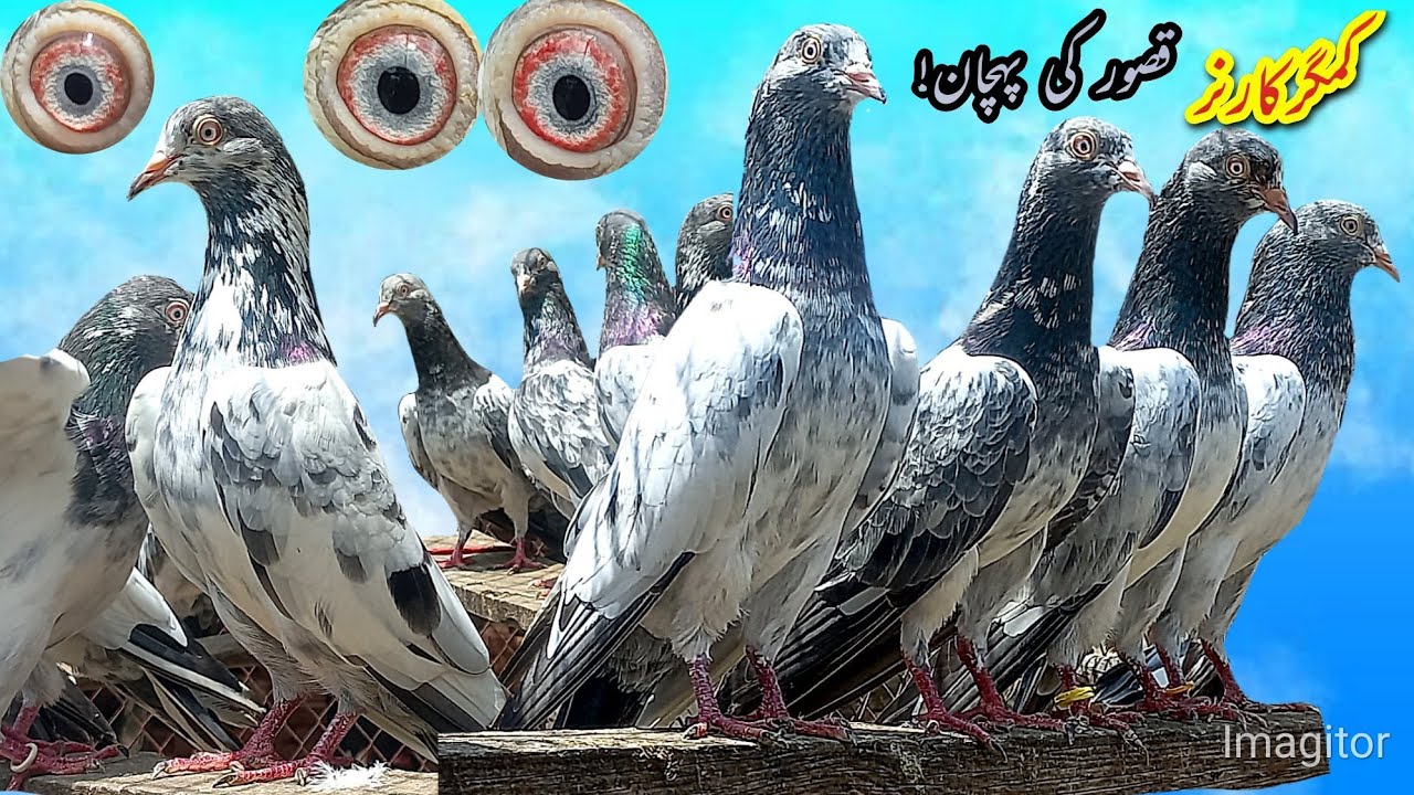 کمگر کارنر  سے لاجواب قصوری گولڈن میاں نذیر بلڈ لائن سے کچھ نایاب کبوتروں کا شوق  03054851240