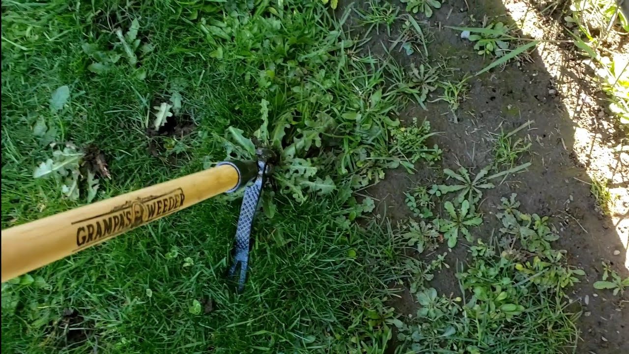 Grampa's Weeder! Broke it within an hour. Full review and Upgrade!