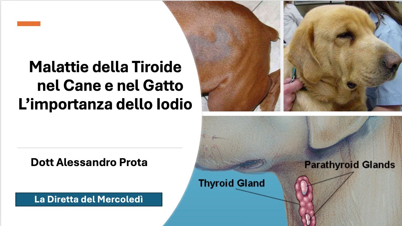 MALATTIE DELLA TIROIDE NEL CANE E NEL GATTO
