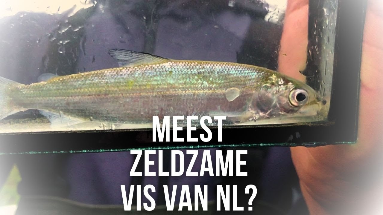 Heel veel haring, houting en harders! Zegenvissen bij Rotterdam + een bever