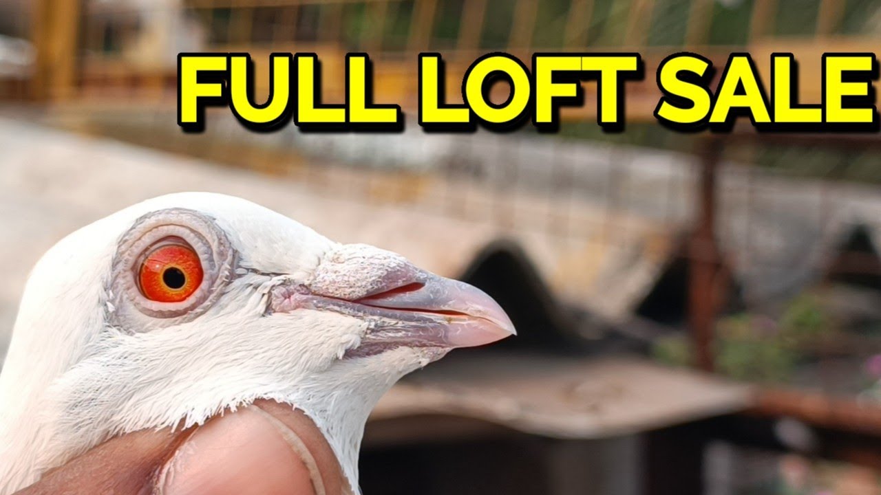 GOOD QUALITY PIGEON FULL LOFT SALE 