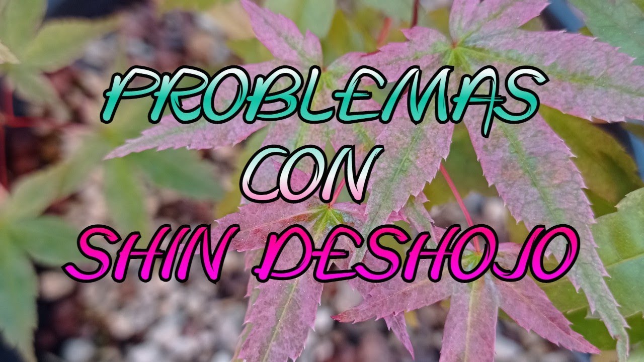 Problema con Acer Palmatum Shin Deshojo.