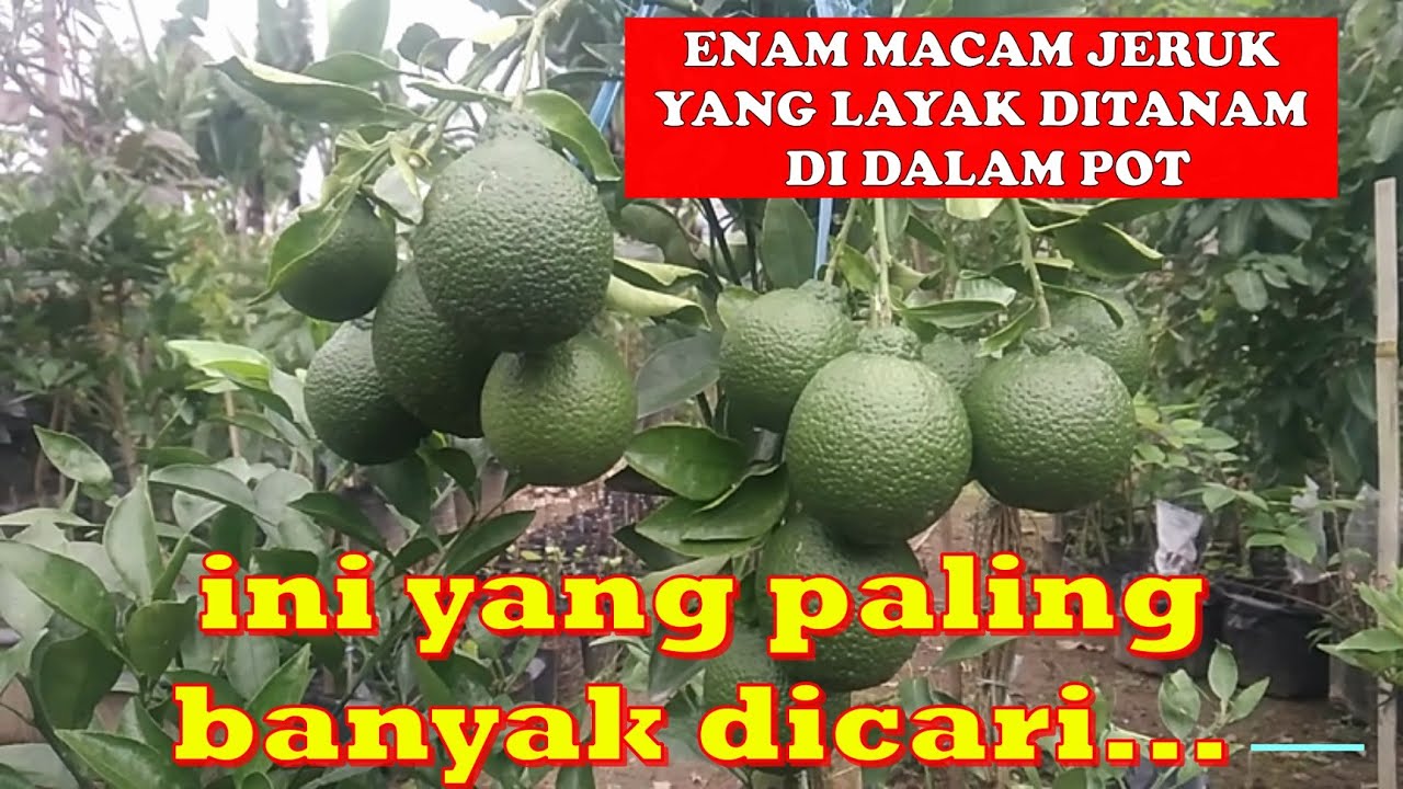 PALING BANYAK DICARI, ENAM MACAM JERUK YANG LAYAK DITANAM DALAM POT