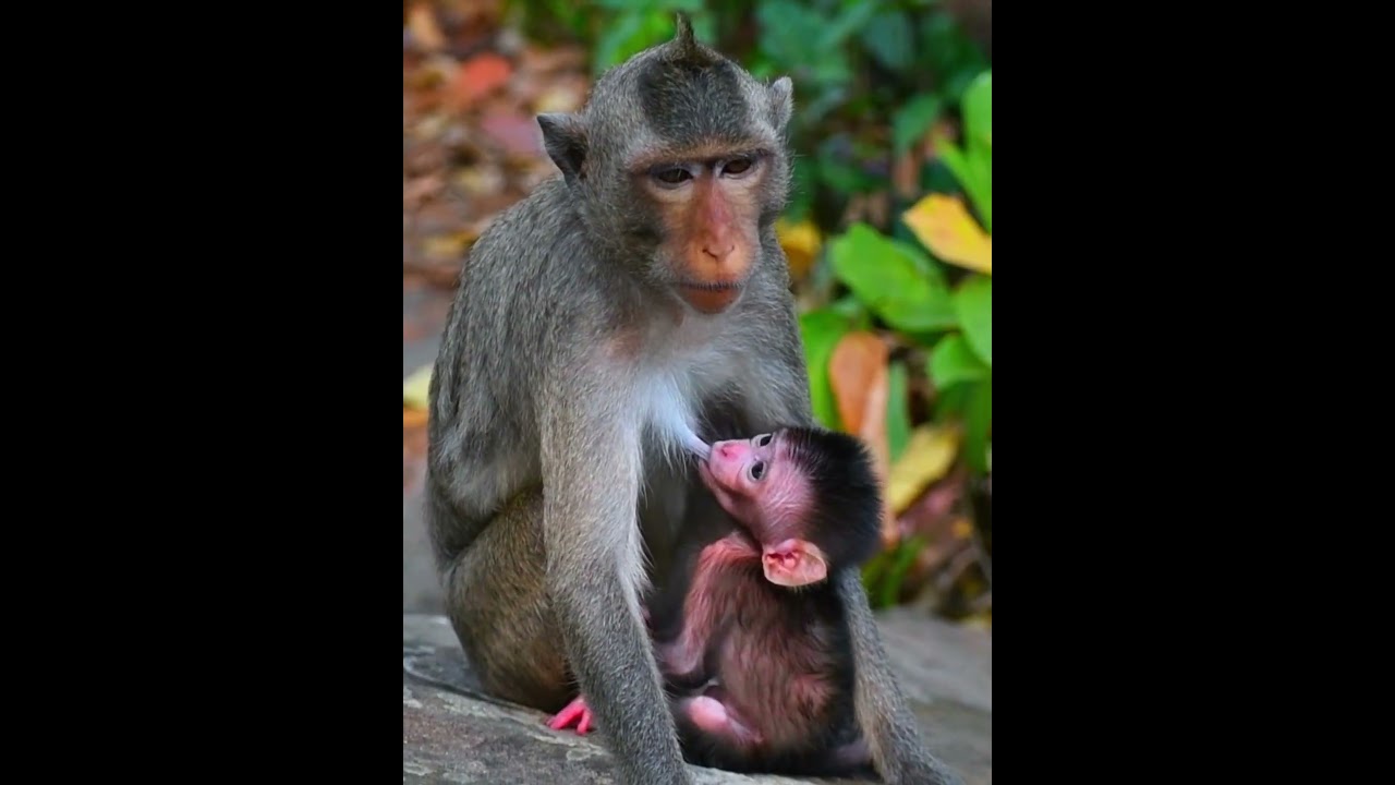 Gorgeous mini baby monkey get more milk