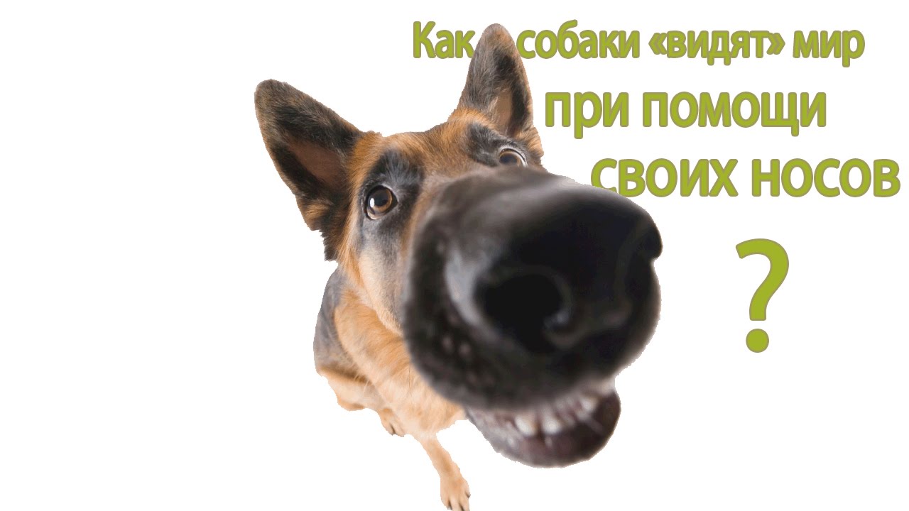 Как собаки видят мир при помощи своего носа?