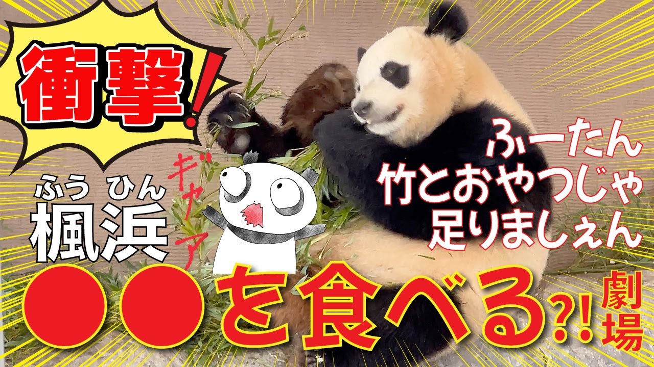 【楓浜（ふうひん）】衝撃！😱一体何食べてるの？！😳食欲旺盛すぎてついに●●まで食べだす楓浜に驚愕😵‍💫