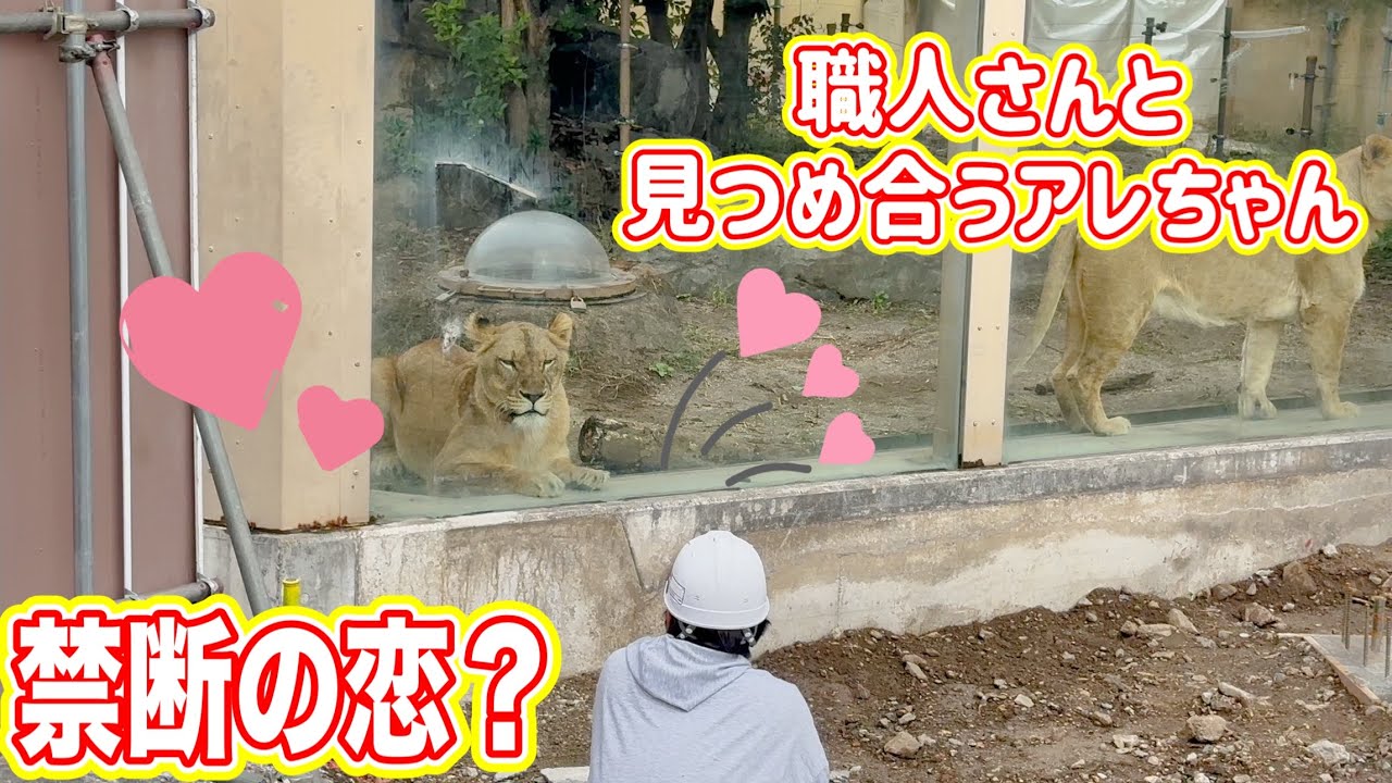 ライオンと人間の恋の始まり？🩷どうするトーゴ🦁　11月1日 東武動物公園　ライオン