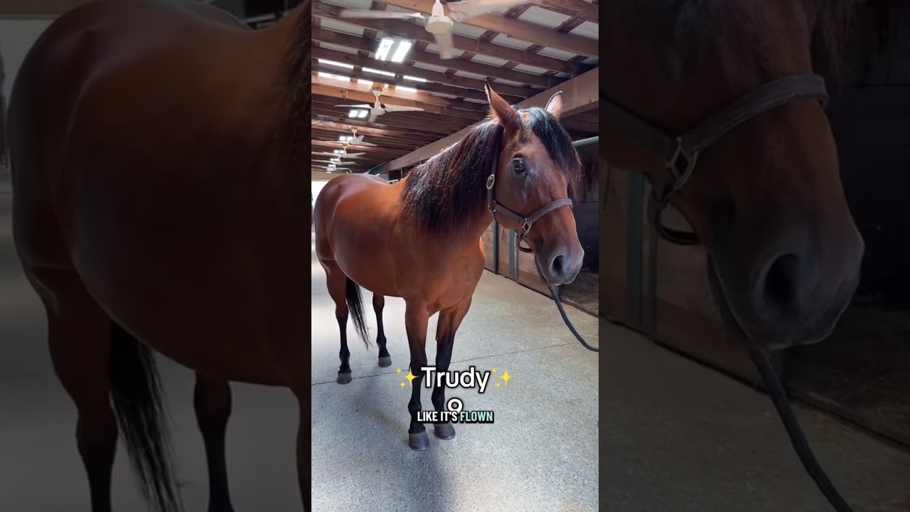 How old are all my Broodmares? #farmanimals #horse #farmlife #equestrian
