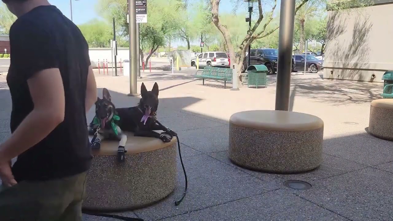 Suburban K9 Dog Training at The State Farm Arena in Glendale, Arizona!