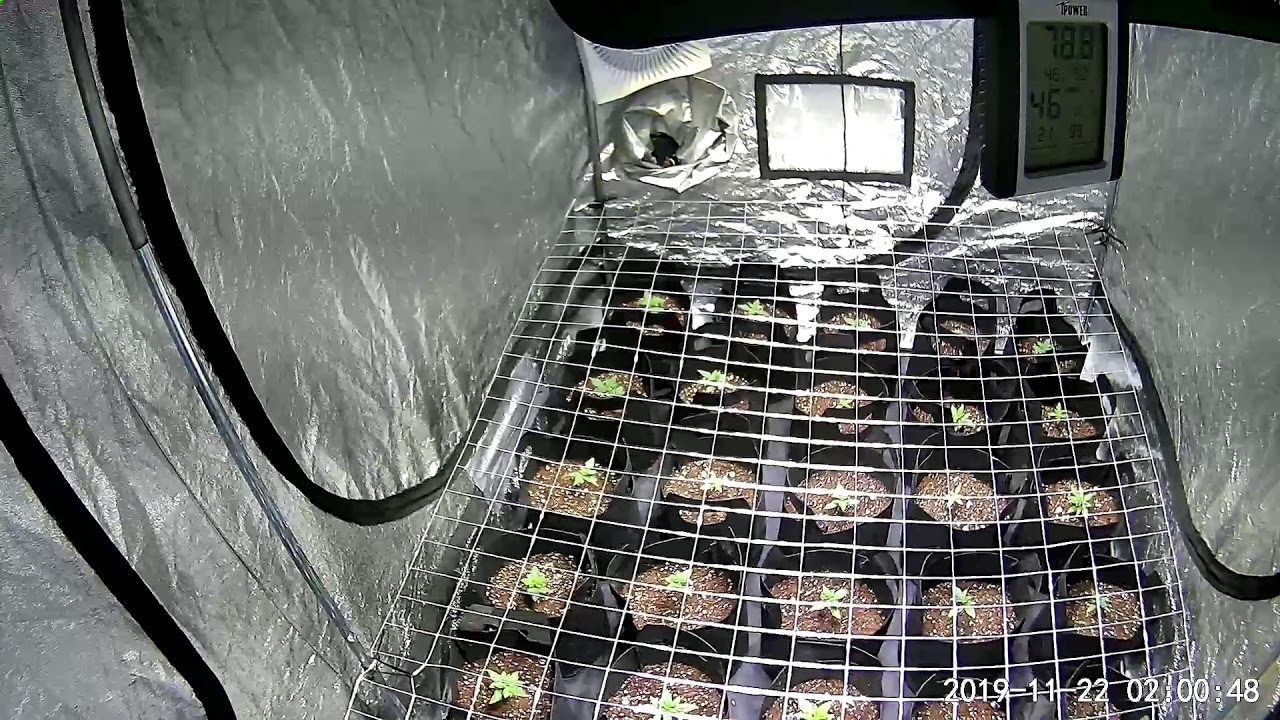 2000W Aglex Tent Week1