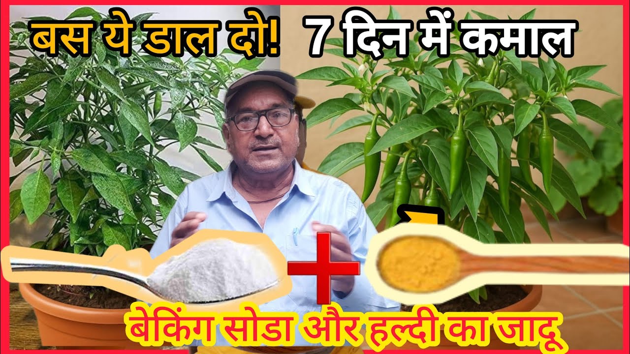 मिर्च का पौधा तेजी से बढ़ाने का  उपाय।🌶️ 7 दिन में फर्क देखें ! बेकिंग सोडा का जादू 