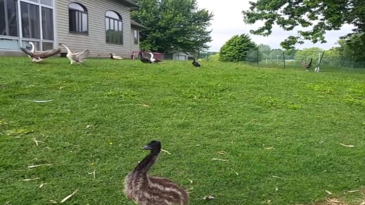 Dancing Emus Montage