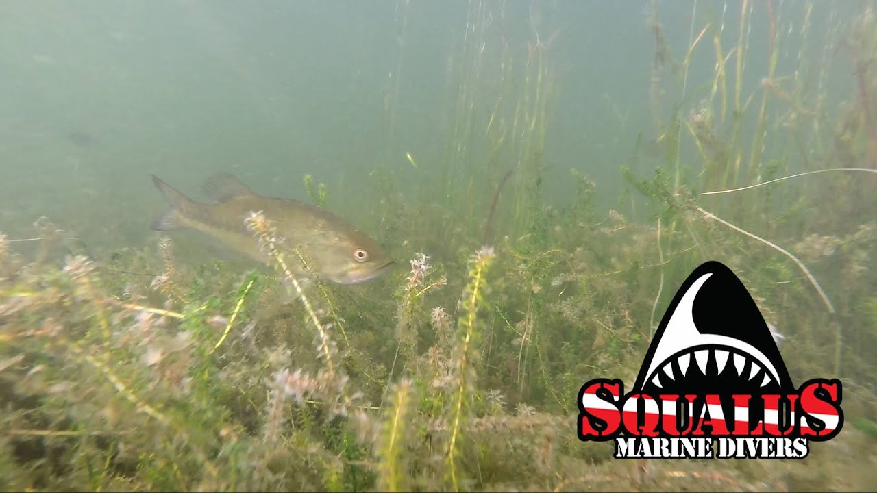 GREAT POND RIDGEFIELD CT - SQUALUS MARINE DIVER