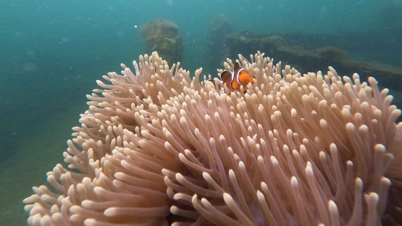 Amazing sea creatures #lezielable