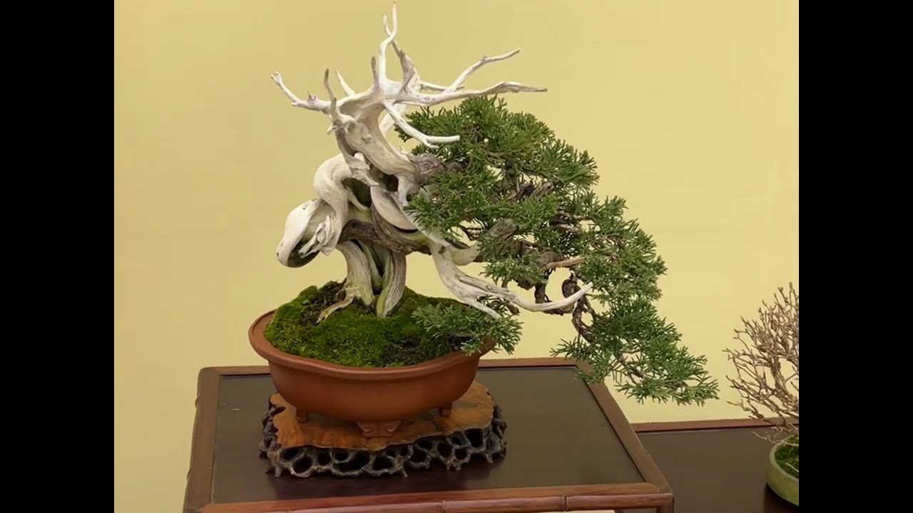 【４ＫBonsai】第48回 雅風展 小品盆栽フェ がふうてん Kyoto Exhibition World Small Bonsai Gafuten ミニ盆栽 Mini bonsai Part 2