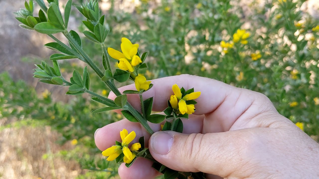 GENISTA: How to identify and remove!  Pull up and out including the roots!