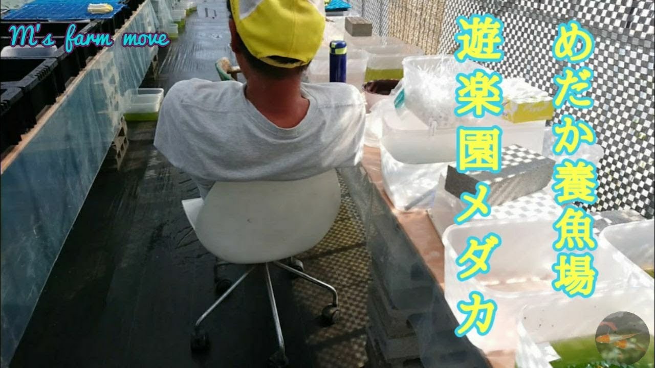 めだか養魚場【遊楽園メダカ】