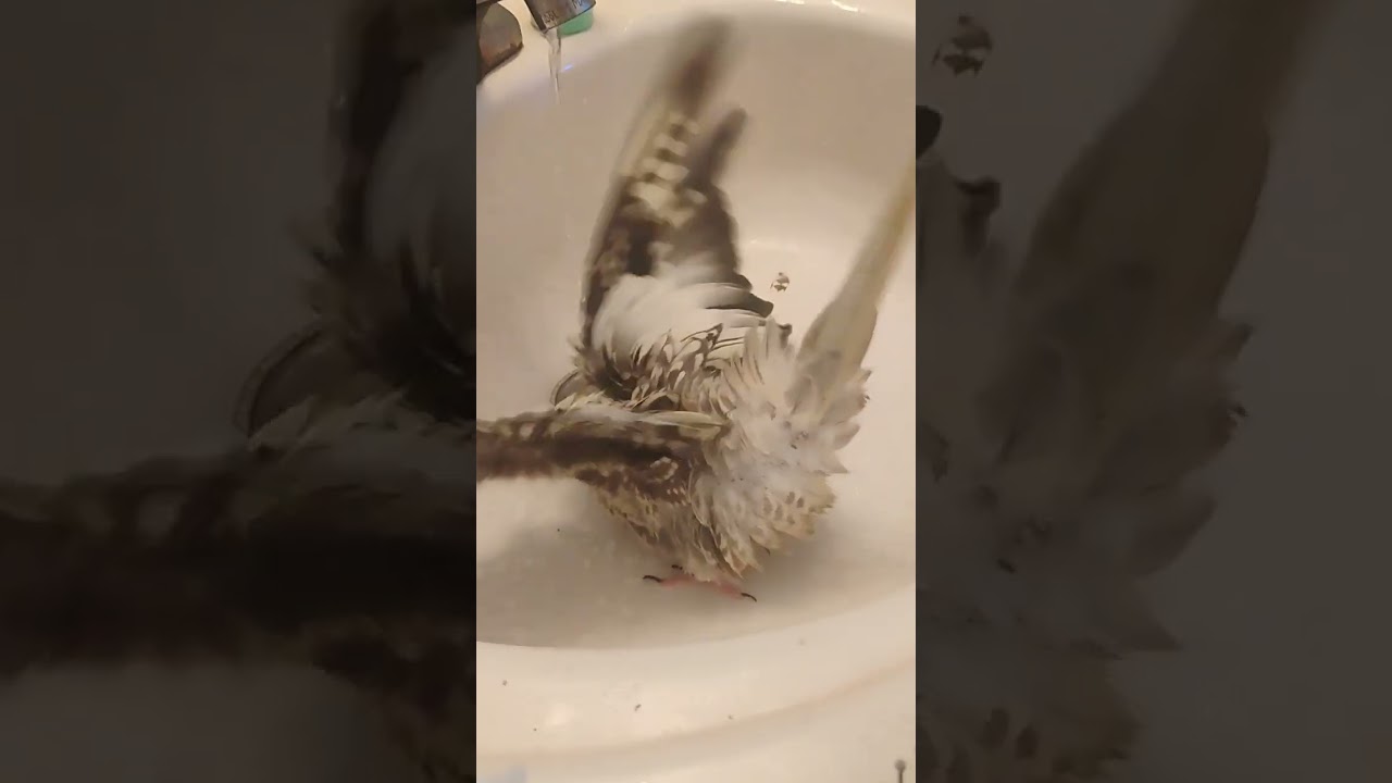 furby girl 🩷 bath time 🌅 #cockatielcraze #crazybirds #birds #trendingshorts #cute #clean #bathtime