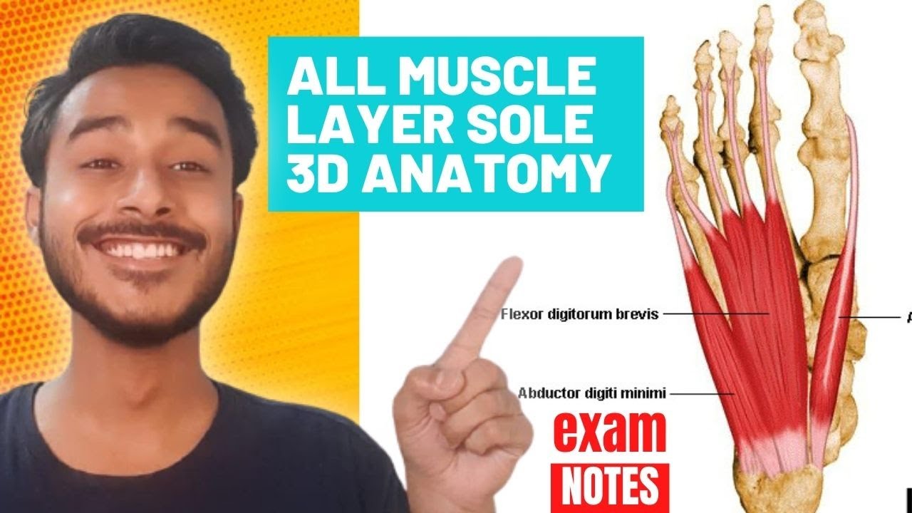 Muscles of sole of foot Anatomy | All muscle layer of sole anatomy