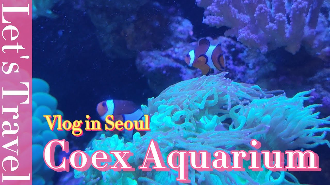 Coex Aquarium Vlog เที่ยวโซล มุมมองใหม่เดินดูปลาฉลามหลากชนิดกลางกรุงโซล