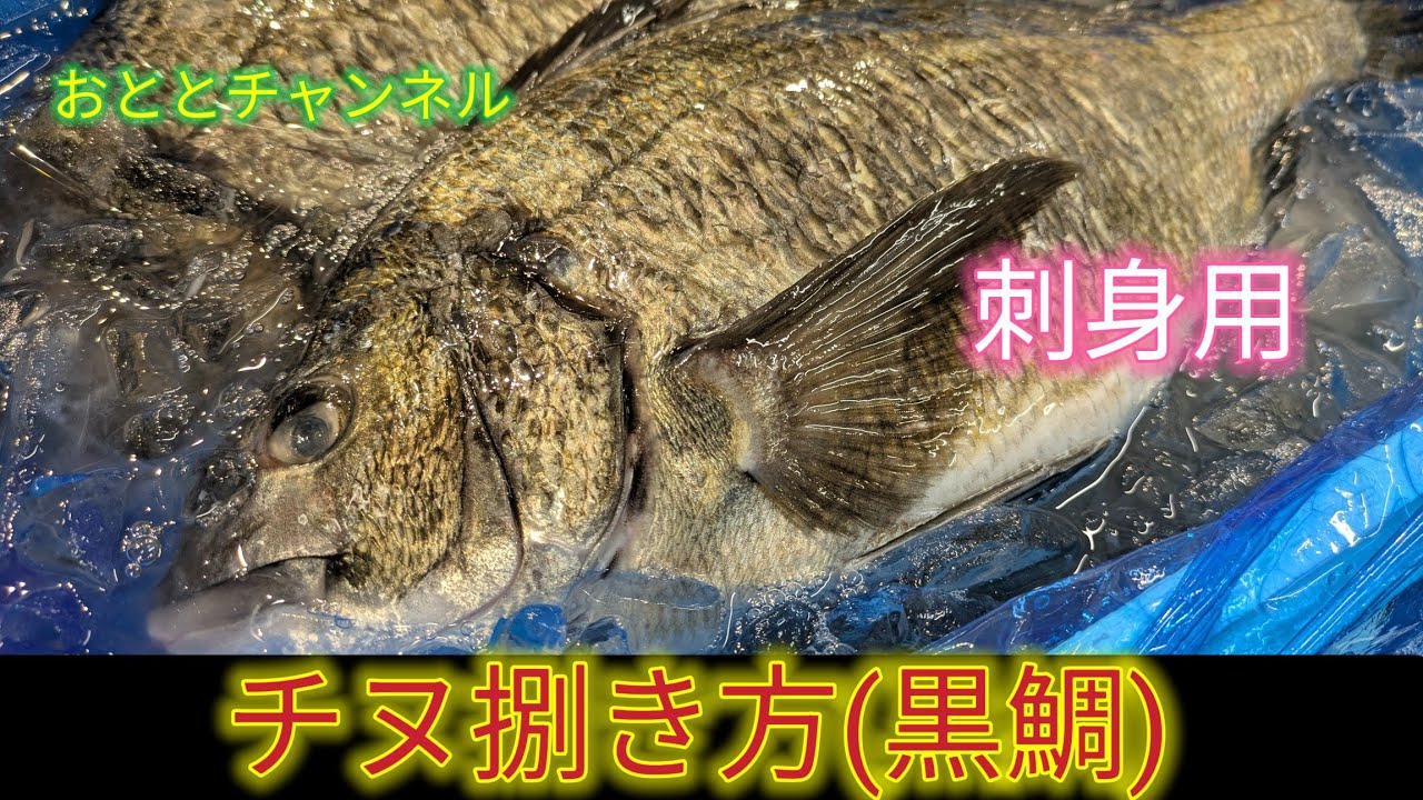 [魚の捌き方チヌ捌き方
