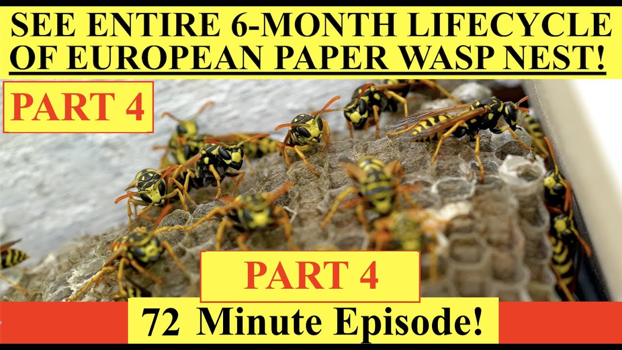 PART 4 - SEE WASP NEST GROW OVER 6 MONTHS! European Paper Wasp Series (Polistes Dominula)! FUN!