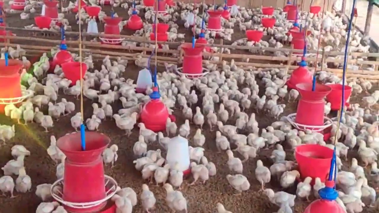 #Poultry Farm Day12 Vlog Video#পোল্ট্রি ফার্মে নতুন মুরগির বাচ্চা | Day by Day Care & Feeding System