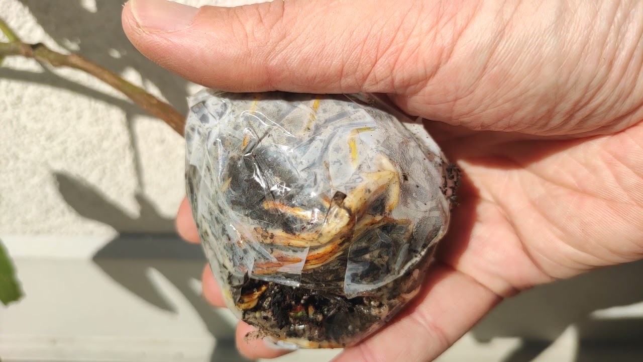 Feige Sorte Sultane Fig Tree Plant Air Layer Abmoosen