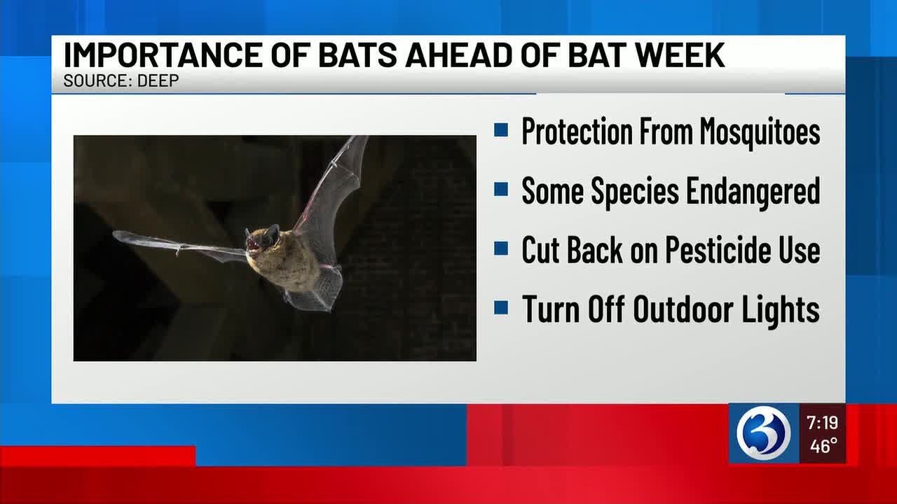 Bat Week starts on Friday