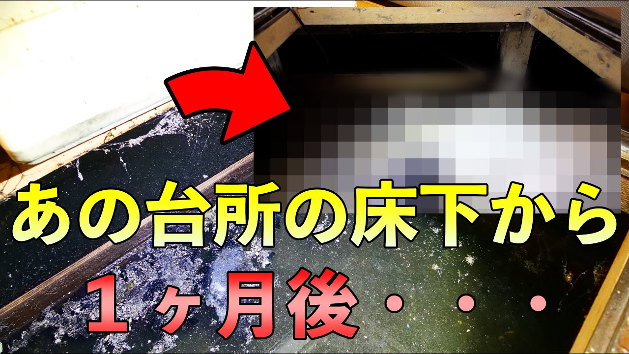 【高圧洗浄】あの床下から１か月後の状況・・・【Drain Unblocking】【花のお掃除 #9】