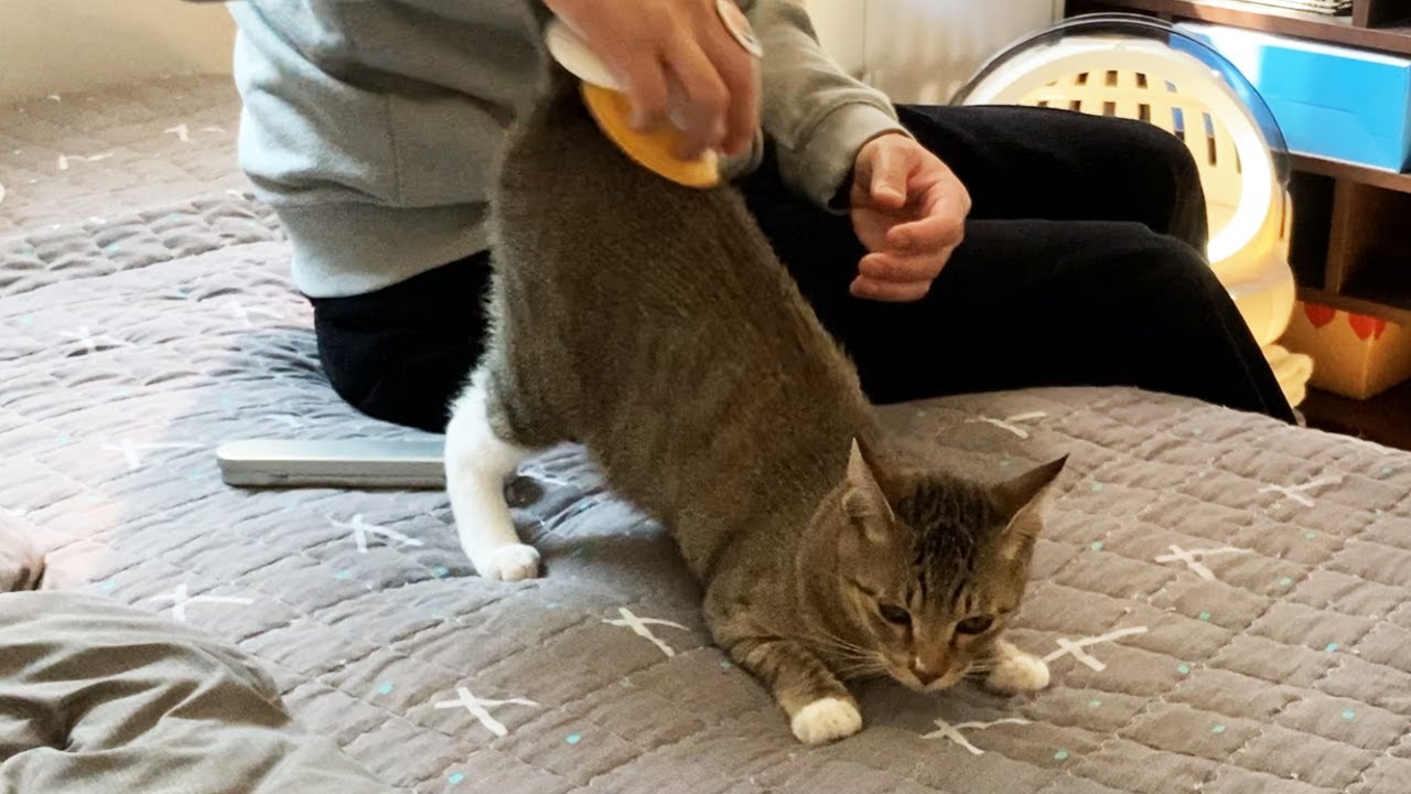 빗질에 진심인 고양이