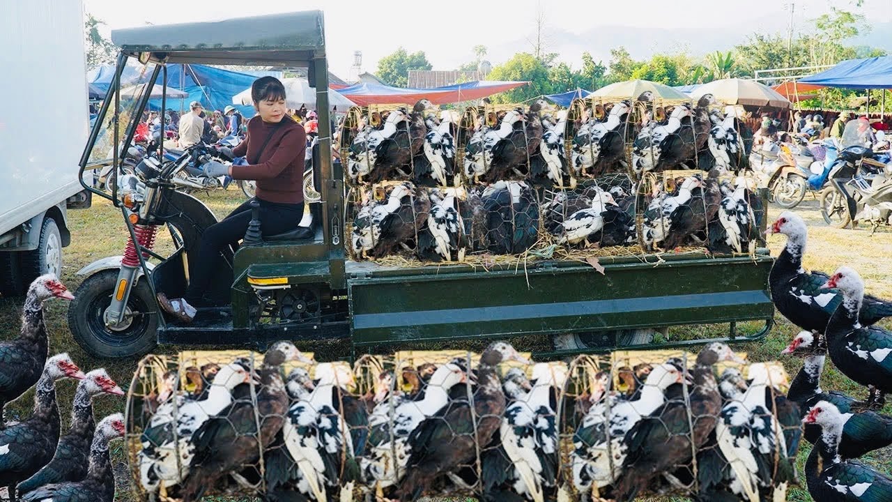 Single Mom: Traveling 48km by Tricycle to Harvest Geese for Sale at the Local Market | Ban An Farm