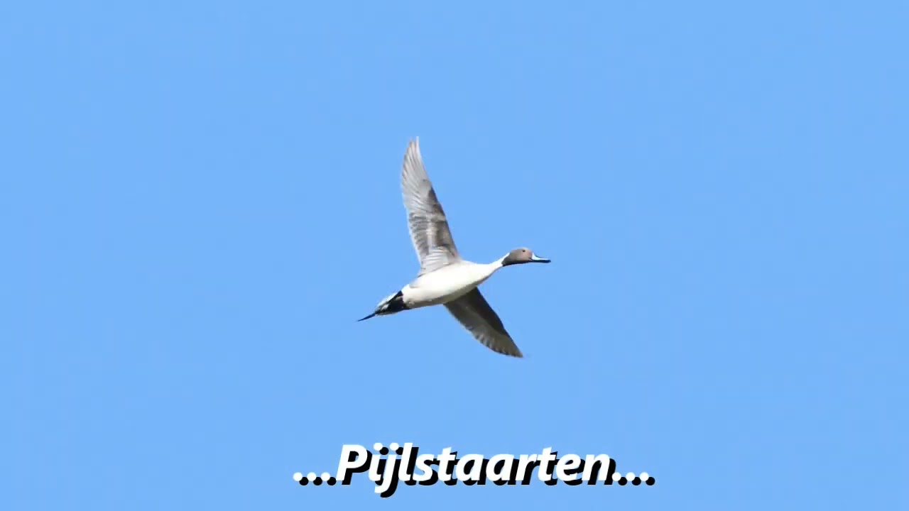 Vogels kijken in de Biesbosch - 11 maart 2023