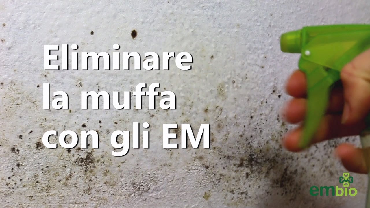 Trattamento Antimuffa Naturale con i Microrganismi Efficaci EM