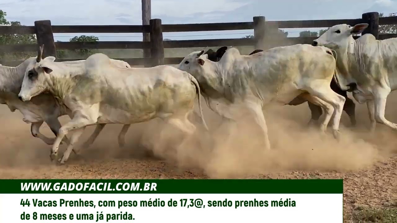 44 VACAS PRENHES
