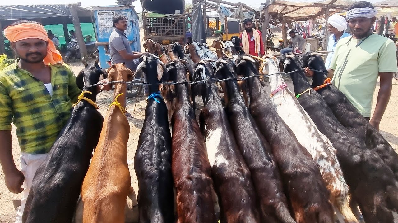 mallepally goat market-mallepally market-konda mallepally videos-mallepalli market videos-goat video
