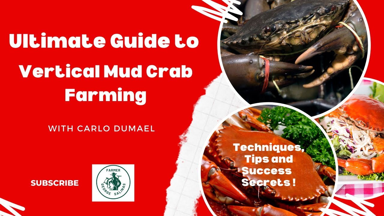 Ultimate Guide to Vertical Mud Crab Farming: Techniques, Tips, and Success Secrets!