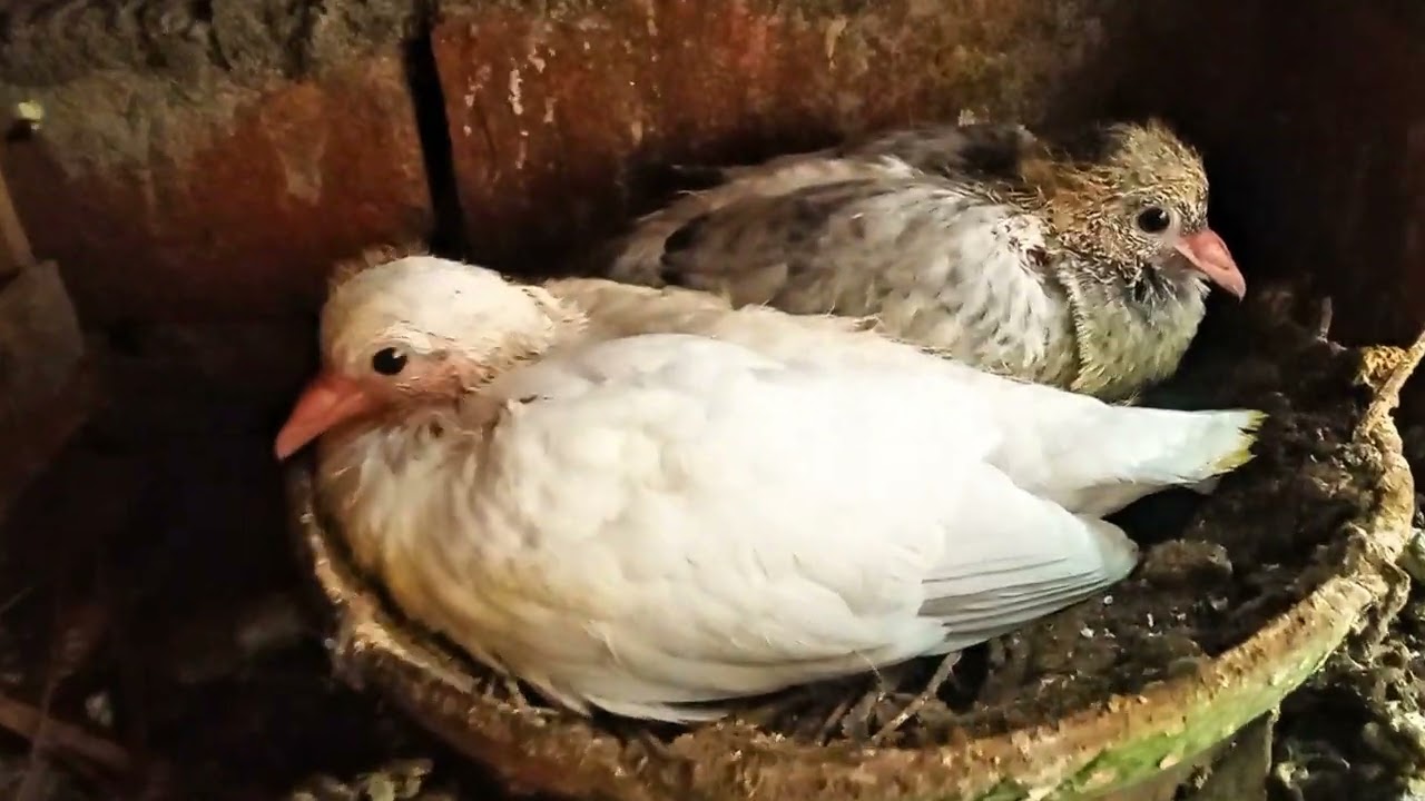 🕊❤বাড়িতে নতুন অথিতি নিয়ে আসলাম 🕊❤#pigeon #trending #viral #kabutar #kabootar #pets #কবুতর