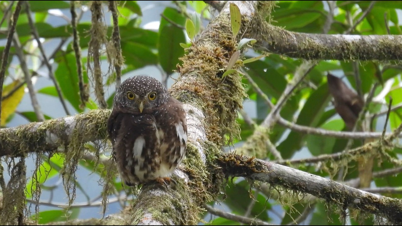 Birding Amagusa reserva Ecuador.
