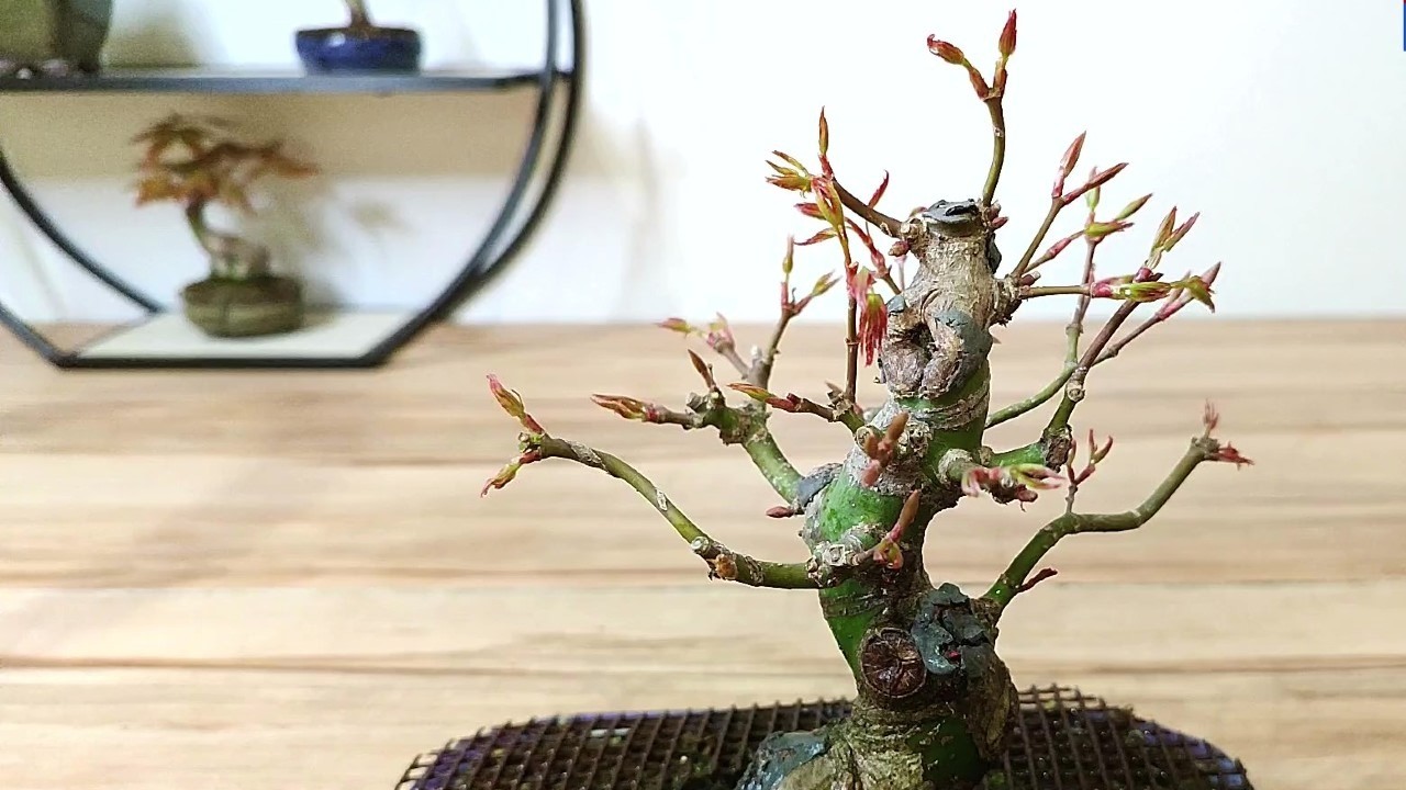 Bonsái Arce Palmatum Yamamomiji - Limipieza de Ramas, Yemas y Nebari.