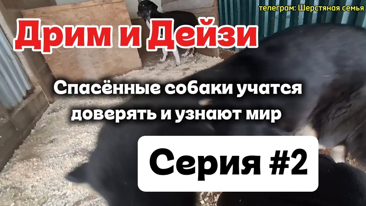 Сериал-обучение про собак в ПРИЮТЕ Дрим и Дейзи Серия#2