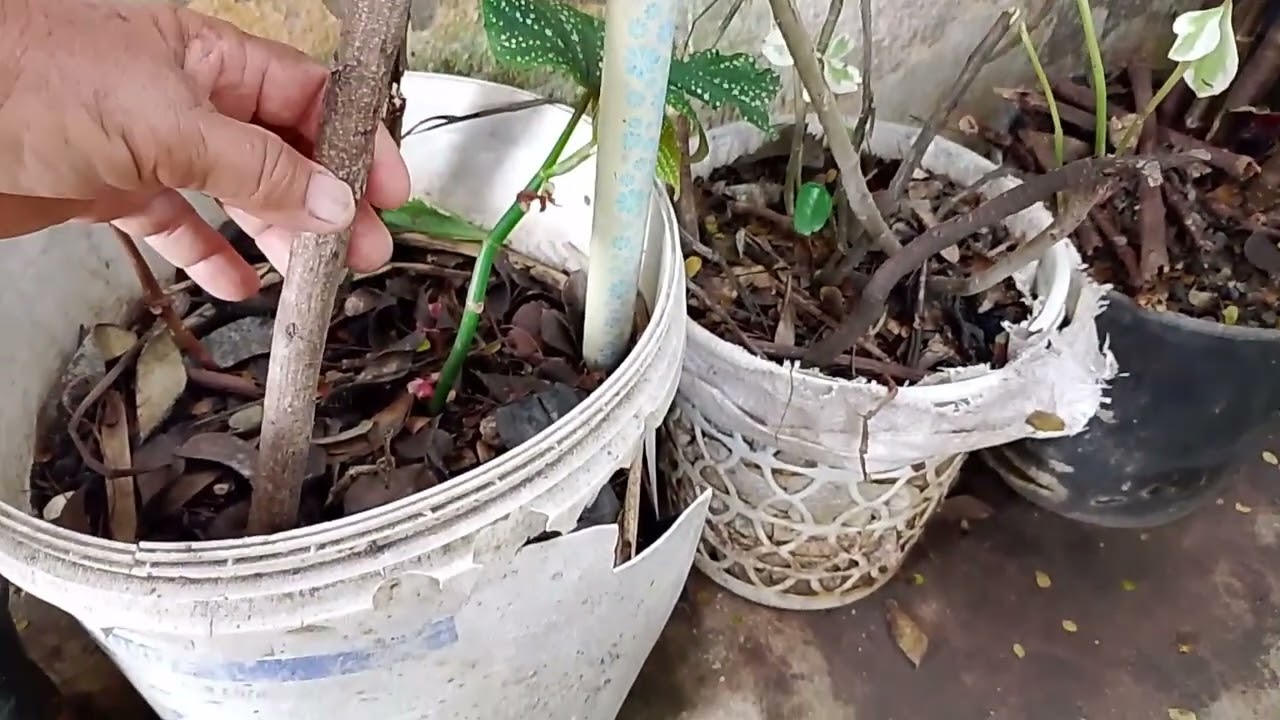 Mostrando minhas plantas! 🪴🥰