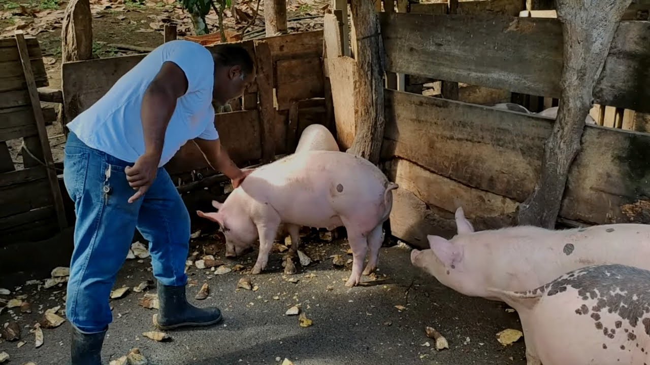 VIVER DA SUINOCULTURA - Alimentando os porcos #🐷