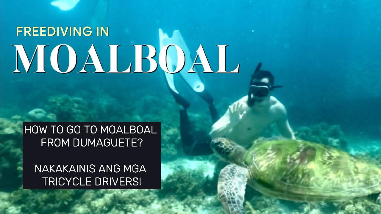 DIY Freedive sa MOALBOAL, CEBU? Tara pakita ko sayo from Dumaguete! Nakakamangha ang SARDINE RUN!