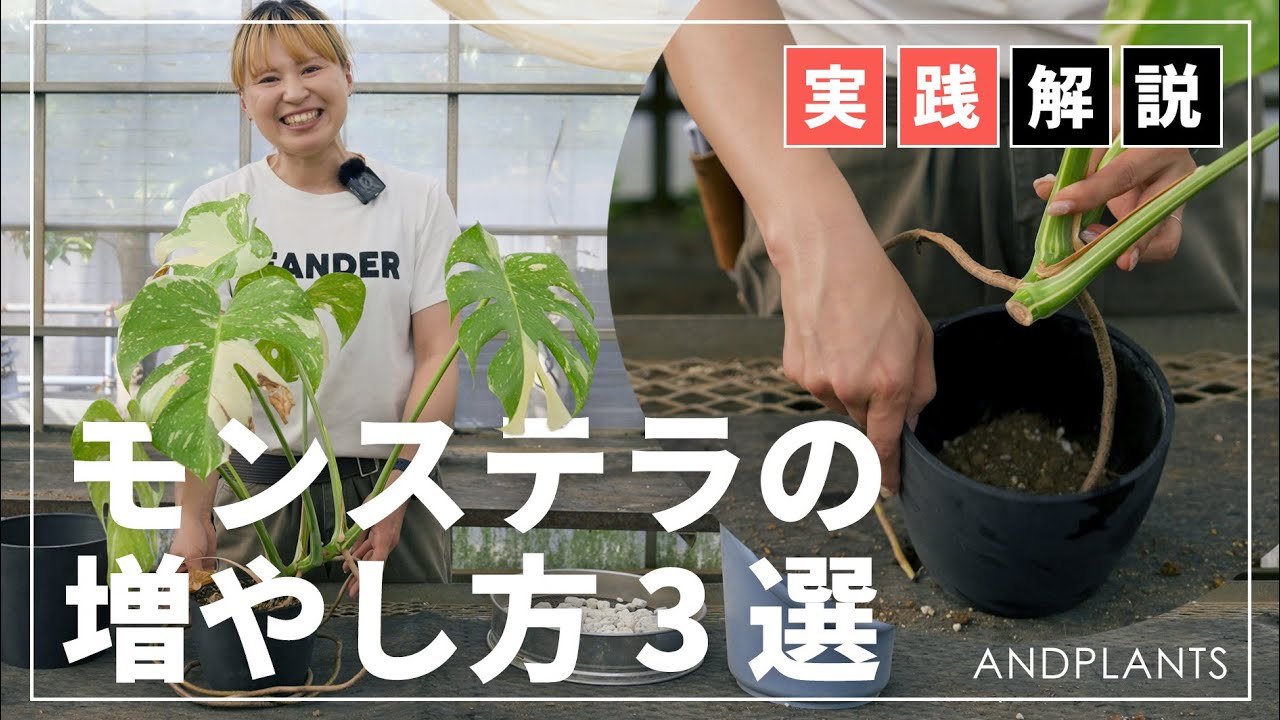 【無限増殖】モンステラの増やし方｜切った葉も使える！初心者も簡単3ステップ
